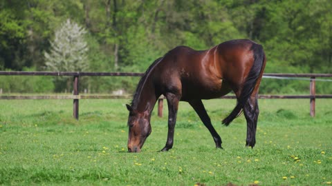 Horse Eating Grass In The Lawn