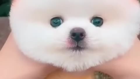 Cute Pomeranian #trending