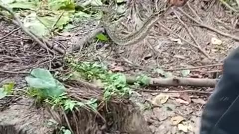 Snake caught