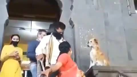 Dogs/ puppies: In india dog was giving shake hands to devote infront of temple.