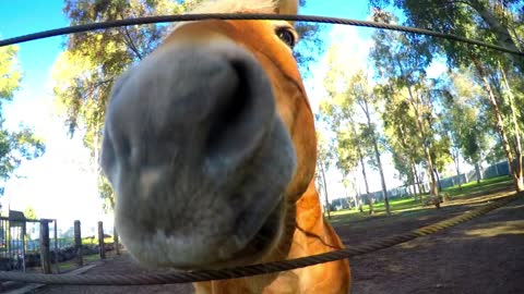 Playful horse in the corral