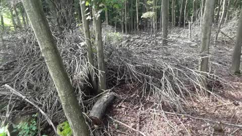 Tree tops make good firewood