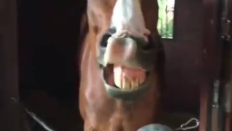 Horses havin' Fun