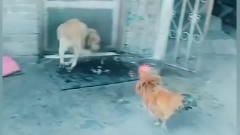 Chicken vs Dogs fighting,