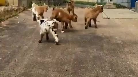 Cute baby goats wake up everyday and choose chaos