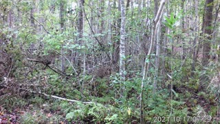 Eastern NC Doe Mid-October