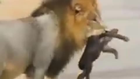 Lion killed an animal #Lion #Hunter #Wild #Wildanimals #Wildlife #Tiger #Jungle #Monkey #Danger