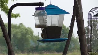 144 Toussaint Wildlife - Oak Harbor Ohio - American Goldfinch