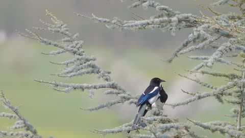 Elster Des Oiseaux Arbre Comportement De Cour