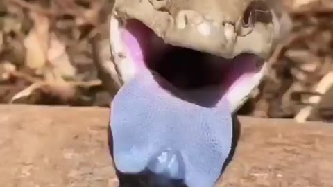 The blue tongue lizard |Funny animal videos|try not to laugh