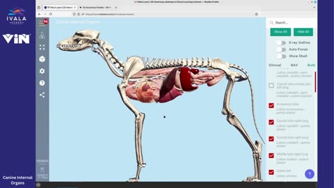 3D: CANINE INTERNAL ORGANS