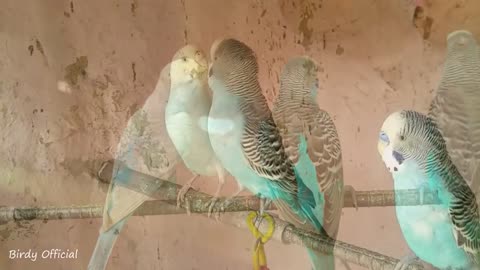 Birds Mating | Birds Love