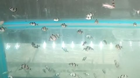 Mini striped fish in a fish tank