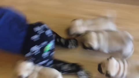 Pug 🐶 chases baby 🐥