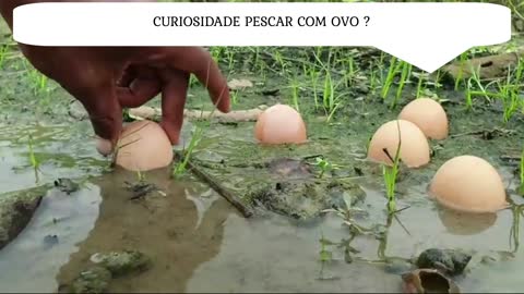 ISCA DE OVO PARA PEIXE EM PANTANO ?