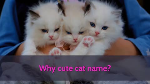 TOP 10 Cutest Cat Names For Male & Female!