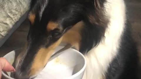 Collie dog sits up to lick bowl