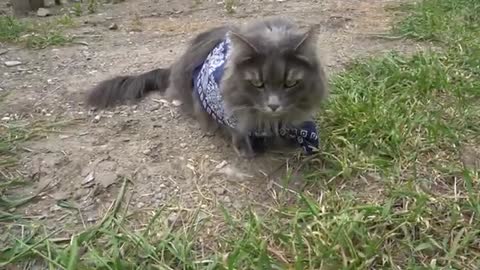 ADORABLE Siberian Cats Celebrate 4th of July in Bandanas