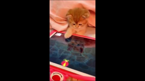 Funny animals - Funny cats / dogs - Funny animal videos 2024 -Hapyy Pett