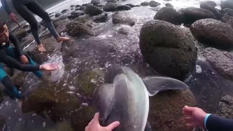 Baby Shark Trapped.............Heartwarming Moment