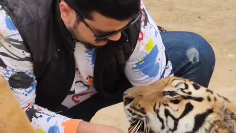 Dangerous Bengal Tiger Wants to Bite on My Hand | Nouman Hassan #shorts #tiger #viral #trending