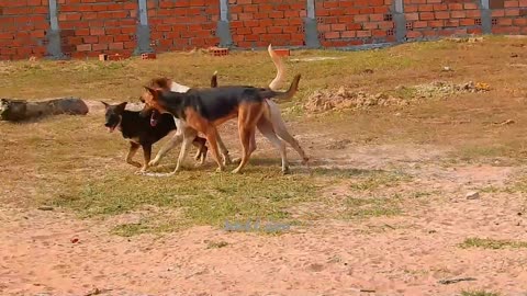 Dog special time for mating