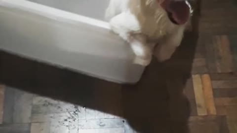 Small Dogy Trying to Get out of a Box