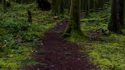 British Columbia Hiking Trail in POV