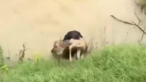 #dog saves deer #viral