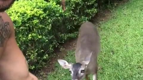 Unknown deer came into my home garden and playing with me. Beautiful deer