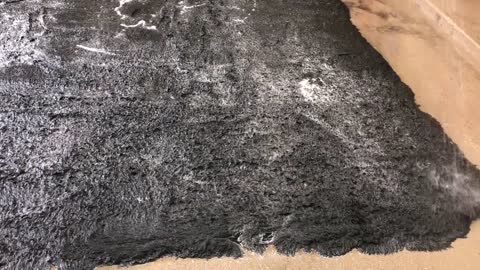 FILTHY Shag Rug Full of Pet Urine | Rug Master Dallas | Behnam Rugs