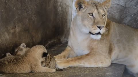 Lioness gave birth to three adorable cubs in Europe's Largest Sanctuary for Lions