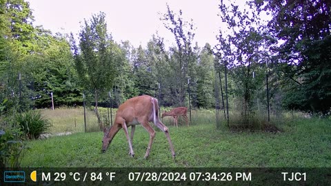 Doe and Fawn (Morning)