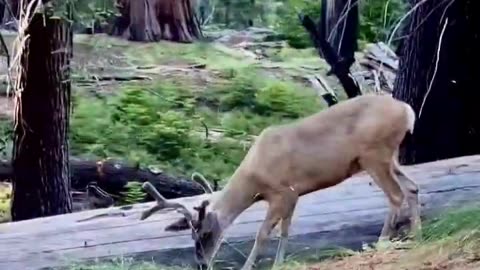 Deer in Jungle #wild #nature #jungle #wildlife #deer