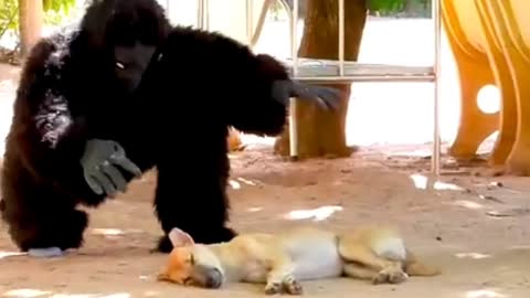 Pranking dogs with Gorilla