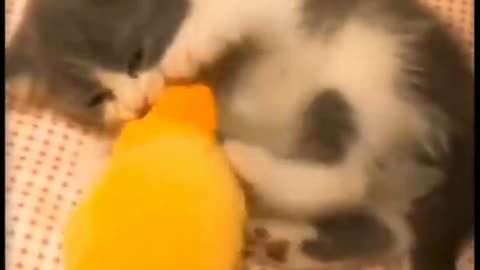 Cats Play With toys. Cute_Wild_Animals