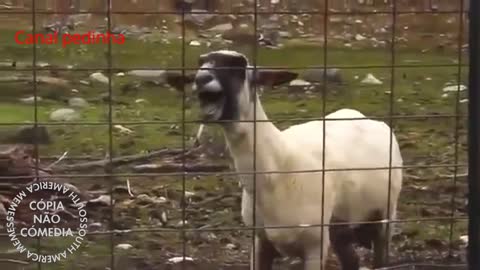 SCREAMING GOAT VITAS MEME