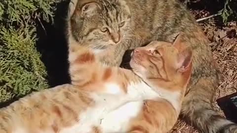 TWO CATS KISSING