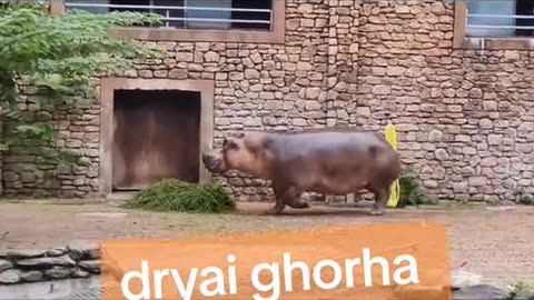 Hippo attacks on a man