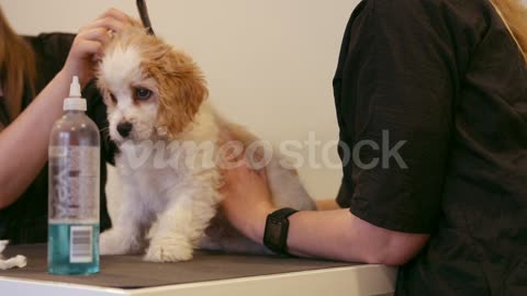 Groomer examining the dog