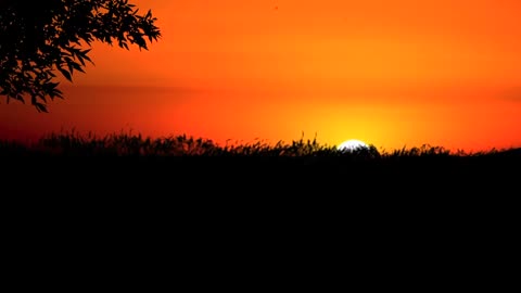 Sunset, wheat field