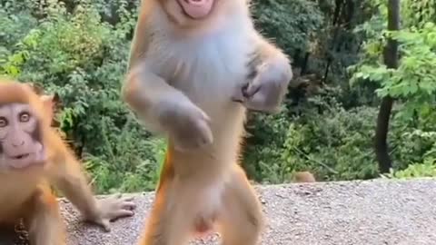 Dancing Monkey