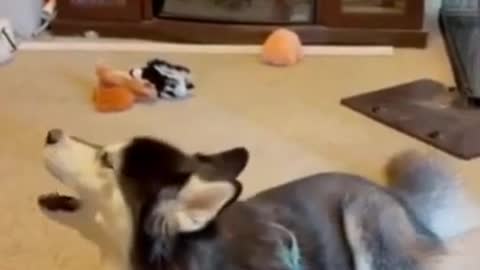 Funny Husky Talking Videos 🐕 - Funny Husky Reaction🤣 #funnydog #shorts