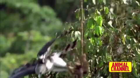 Most Spectacular EAGLES and Raptors Attacks! Eagle vs Wolf, Goat, Snake, Monkey, & other Animals