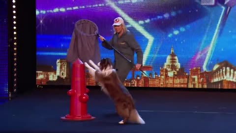 DANCING DOGS! CALLING ALL DOG LOVERS! We have the cutest, fluffiest BGT Auditions l