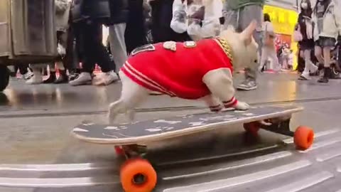 French Bulldog playing skateboard wearing red clothes