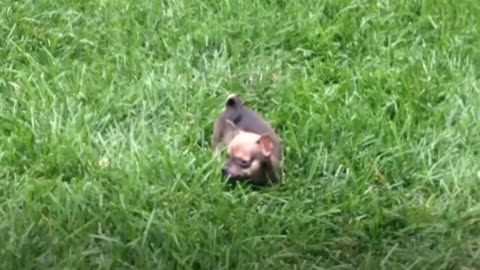 Tiniest Puppy Loves To Race Around On His Wheels | The Dodo Little But Fierce