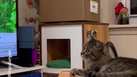 Funny Cat -6