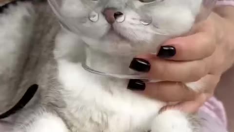 Cómo cortar las uñas de un gato