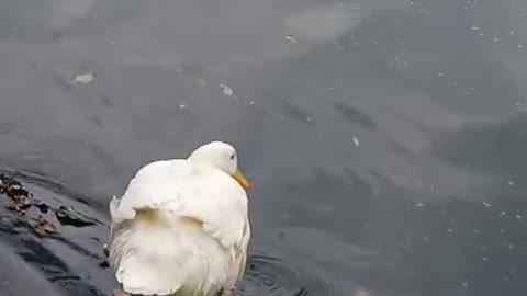 Butterfly Annoys Duck